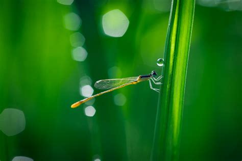 Fotos gratis naturaleza césped gotita soltar Rocío Bokeh