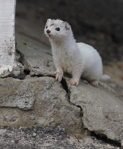 Check out these amazing photos of the wildlife thriving in Chernobyl's fallout zone