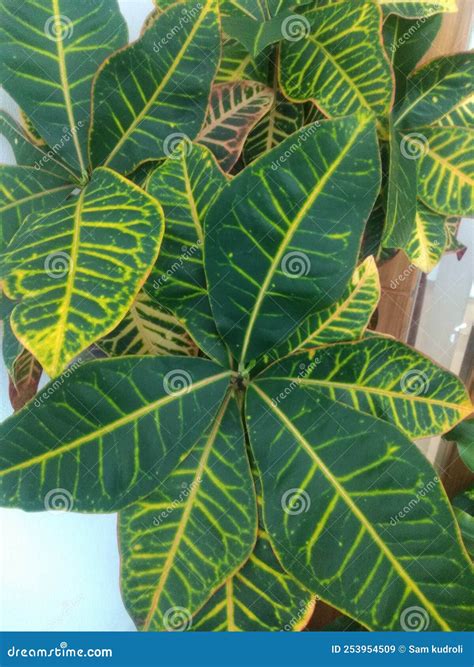 Hybrid varieties will soon create even more colorful crotons 1