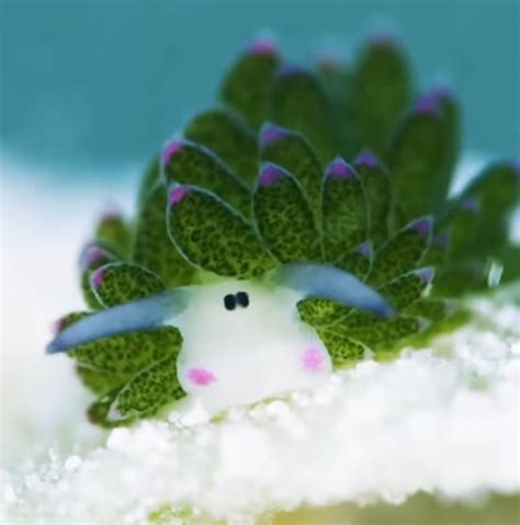 Meet The Leaf Sheep The Absolute Cutest Slug On Earth