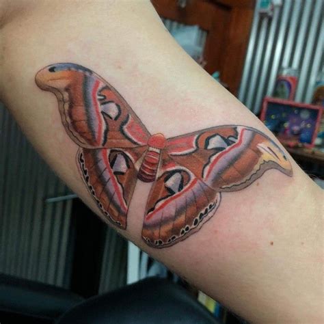 Atlas moth today for Jennifer! Thanks mama!!! I’m always up for moths ...