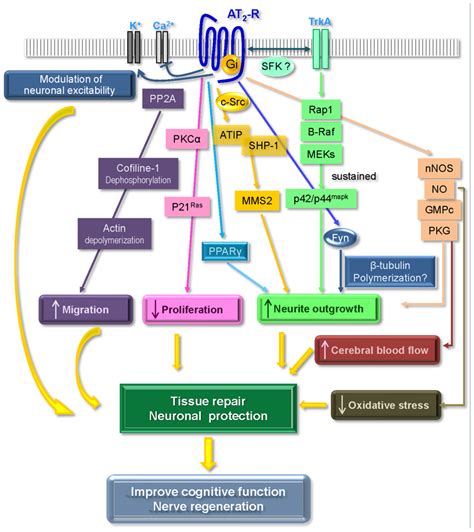 Frontiers How Does Angiotensin At Receptor Activation Help Neuronal