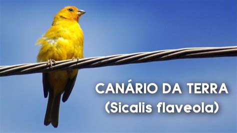 Can Rio Da Terra Solto Cantando Na Natureza