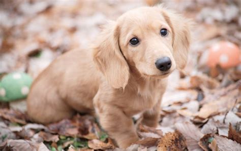 Why English Cream Dachshunds Have Captured The Hearts Of Dog Lovers