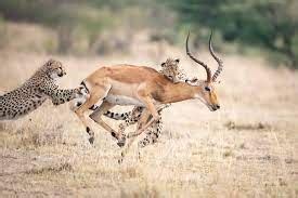 A mid-air Ьаttɩe between a cheetah and an impala sends the pair ...