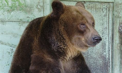 Worlds Oldest Brown Bear Dies In St Petersburg Zoo