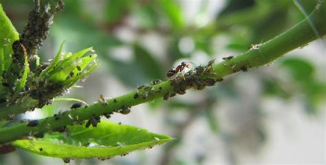 Afidi Cosa Sono E Rimedi Naturali Contro I Pidocchi Delle Piante