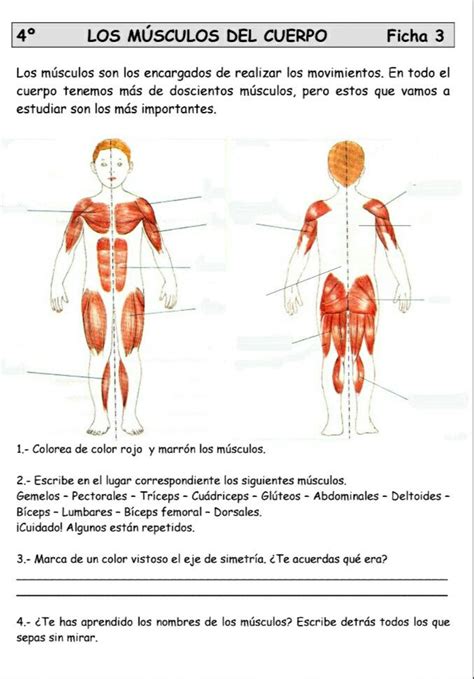 Pin De Jenneryf King En Ciencias Trabajo Educacion Fisica Actividades Educacion Fisica