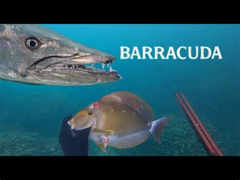 BARRACUDA Catch N Cook Toau Mu Pualu And Kaku Spearfishing Hawaii