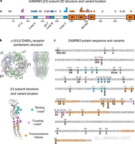 Nat Commun：gabrb3突变导致发育性癫痫性脑病患者不同的表型基因新浪新闻