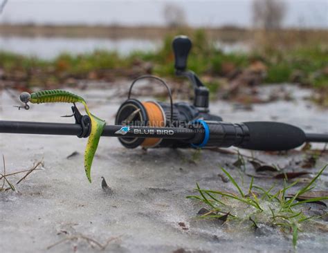 Фаворит блю берд 3-12 | Favorite Blue Bird (2020) BB1