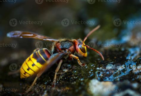 Honey Bee Close-up 21091943 Stock Photo at Vecteezy