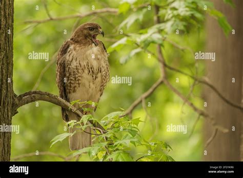 A Red Tailed Hawk Buteo Jamaicensis Perched On A College Campus In