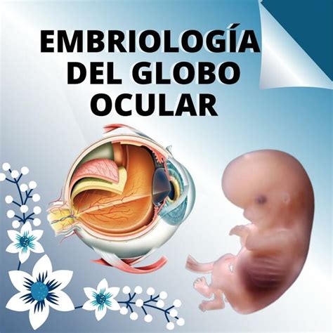 Embriología del Globo Ocular Aleshita medstudent uDocz