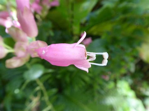 Lipstick Plant Aeschynanthus Thai Pink