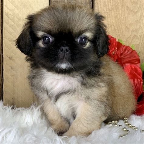 Pekingese Puppies For Sale Black White Short Haired And More