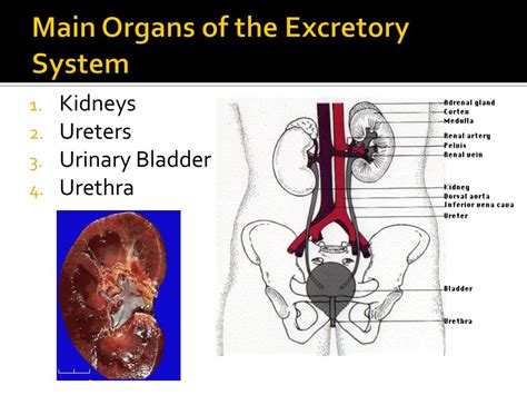 Excretory System Organs