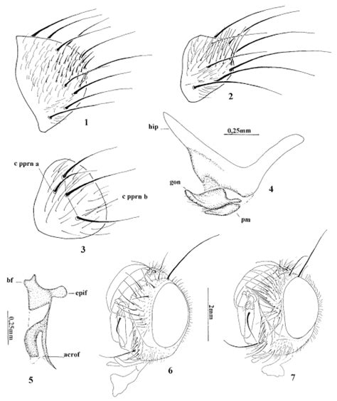 Escutelo Vista Látero Dorsal 1 Leschenaultia Leucophrys Wiedemann Download Scientific