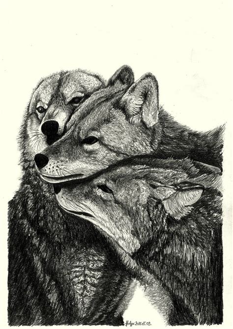 Wolf Love Drawing