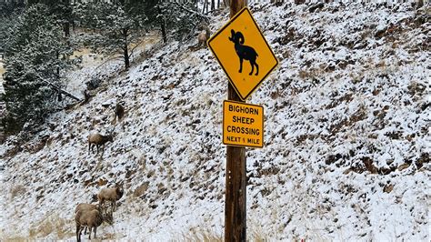 Bighorn Sheep Crossing Sign And There They Are Rapid City South