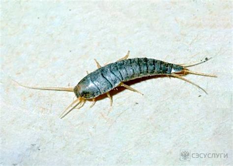 Откуда берутся чешуйницы? - подробный обзор