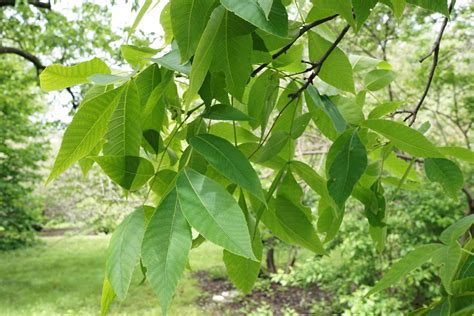 Pignut Hickory Trees Of Appalachia · Inaturalist