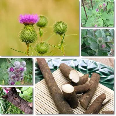 Properties and Benefits of Burdock Root – NatureWord