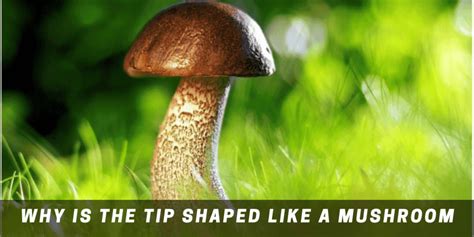 Why Is The Tip Shaped Like A Mushroom Tip Of Pp Explained With Proper