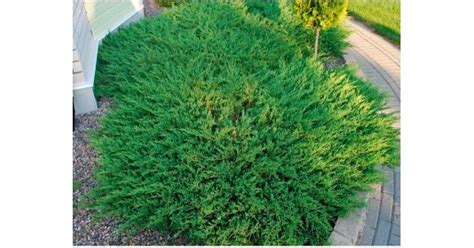 Ялівець горизонтальний Андорра Компакт (juniperus horizontalis Andorra ...