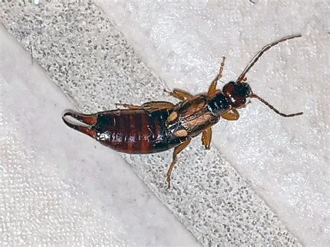 Nothing to wig out about – the European Earwig - Bug News