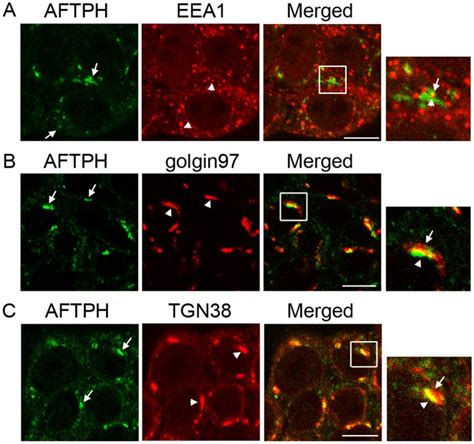 Neurotensin Induced Mir 133α Expression Regulates Neurotensin Receptor