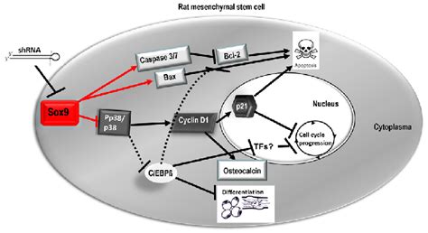 Downstream effects of stable Sox9 silencing in undifferentiated rMSC ...