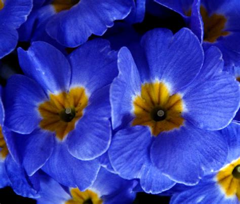 Primrose English Accord Blue Seeds - Primula Vulgaris