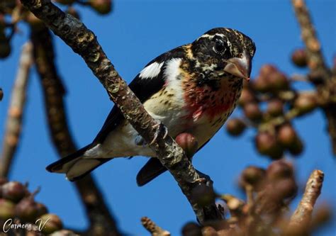 Picogordo Degollado Pheucticus Ludovicianus Pajareando Ando