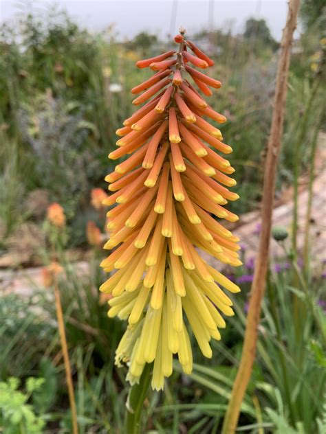 Kniphofia Royal Standard Agm Andy Gladman