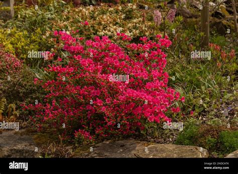 Azalea 'Dwarf Red'. A compact azalea with red compact flowers Stock ...