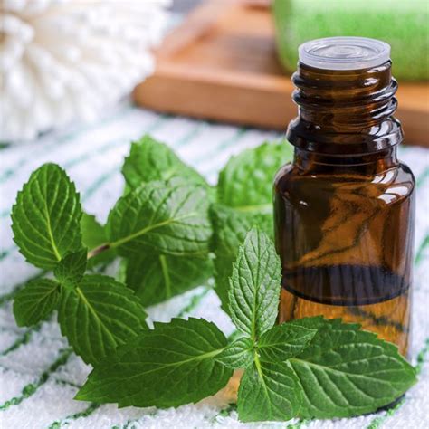 Why Peppermint Oil Is A Powerhouse For Your Hair NaturallyCurly