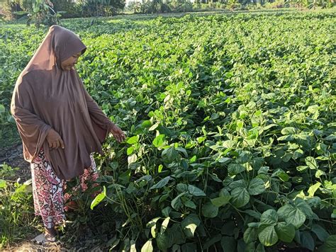 Masuk Musim Kemarau Petani Di Gresik Tanam Kacang Hijau Di Lahan