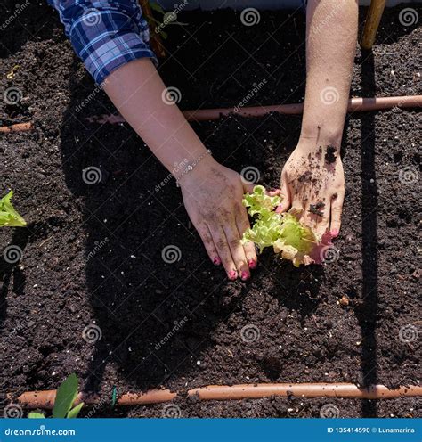 Planting Of Lettuce With Drip Irrigation Royalty-Free Stock Photography