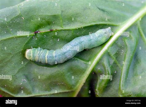 Silver y moth caterpillar hi-res stock photography and images - Alamy