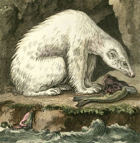 Darwin’s Polar Bear - The Learned Pig