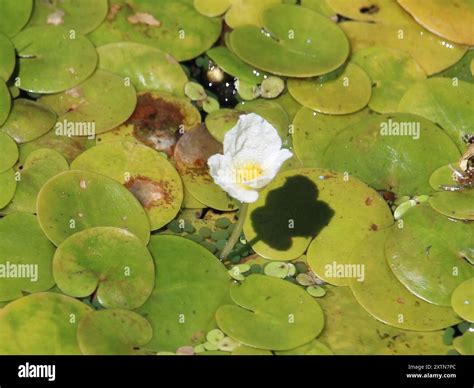 European Frog Bit Hydrocharis Morsus Ranae Plantae Stock Photo Alamy