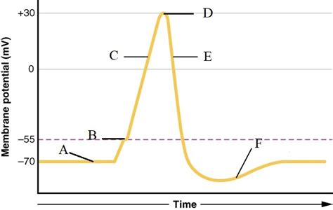 Action Potential Diagram | Quizlet 