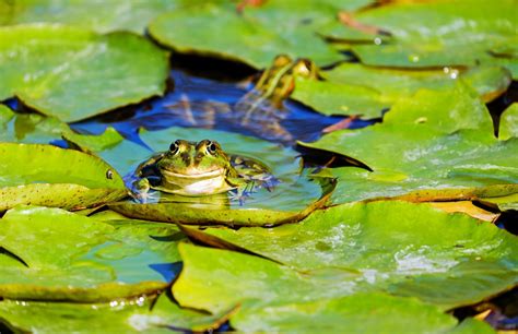 Download Amphibian Lily Pad Animal Frog 4k Ultra Hd Wallpaper By Couleur