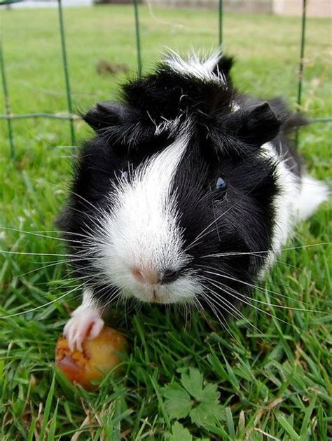 Cavio Cavia Aanschaffen