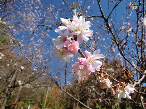 城峯公園（紅葉と冬桜）｜かずの山あるき