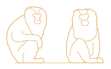 Old World Monkeys Dimensions & Drawings | Dimensions.com