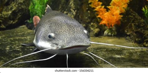 Fish Catfish Aquarium Stock Photo 156334211 | Shutterstock