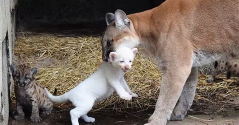 Historic birth of an albino puma cub in Nicaragua's Thomas Belt Zoo