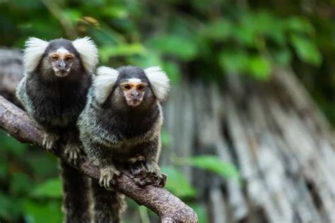 13 Different Types of Monkeys from Around the World – Nayturr 